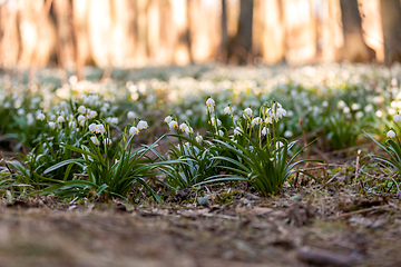 Image showing white spring flowers snowflake Leucojum