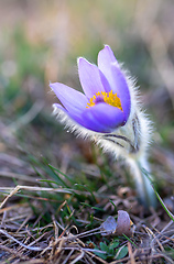 Image showing blooming and faded blossom of purple pasque-flower