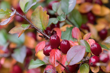 Image showing autumn background with red gaultheria