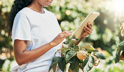 Image showing Black woman, hands and tablet of farmer in agriculture research, eco friendly or sustainability at farm. Hand of African American female with touchscreen for monitoring growth or sustainable farming