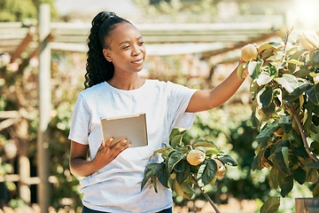 Image showing Black woman, farmer and tablet for agriculture growth, eco friendly or sustainability at farm. African American female holding touchscreen and organic fruit for sustainable farming in the countryside
