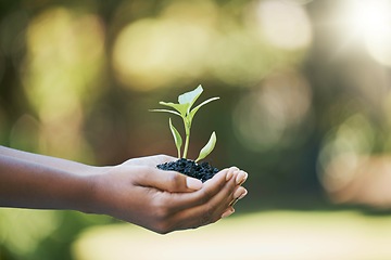 Image showing Plants growth, hands and sustainability, eco friendly or earth day gardening in nature, agriculture or agro farming hope. Green leaves, environment and sustainable person palm for natural development