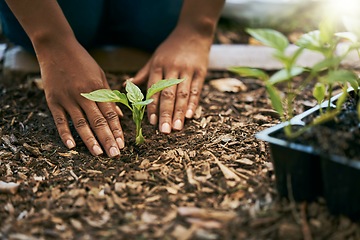 Image showing Black woman, hands or planting sapling in soil agriculture, sustainability care or future growth planning in climate change support. Zoom, farmer or green leaf plants in environment, nature or garden