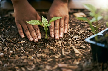 Image showing Farmer, hands or planting sapling in soil agriculture, sustainability help or future growth planning in climate change hope. Zoom, black woman or green leaf seedling in environment or nature garden