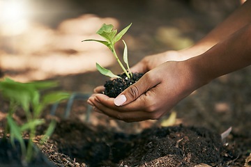 Image showing Black woman, hands or planting in soil agriculture, sustainability care or future growth planning in climate change support. Zoom, farmer or green leaf plants in environment, nature or sapling garden