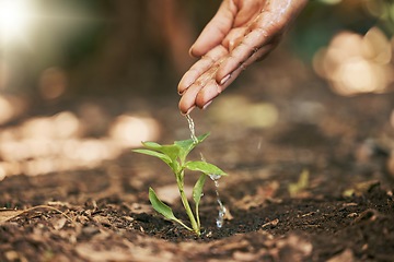 Image showing Farmer, hands or watering sapling in soil agriculture, sustainability help or future growth planning in climate change hope. Zoom, woman or wet leaf seedling in planting environment or nature garden