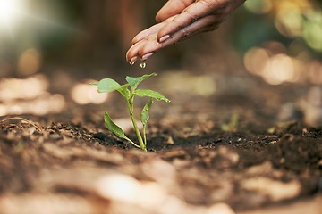 Image showing Woman, hands or watering sapling in soil agriculture, sustainability help or future growth planning in climate change hope. Zoom, farmer or wet leaf seedling in planting environment or nature garden