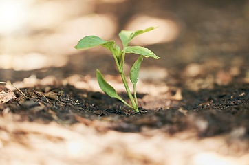 Image showing Sapling, growth or water drop in soil agriculture, sustainability help or future plants in climate change hope. Zoom, wet or leaf seedling in planting environment, nature garden or farming agro land