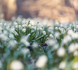 Image showing white spring flowers snowflake Leucojum