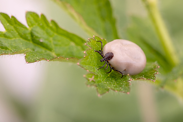 Image showing Tick Danger insect