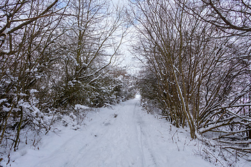 Image showing Iced tree and shrubs in a winter