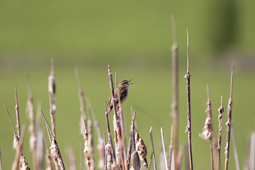 Image showing small song bird Sedge warbler, Europe wildlife