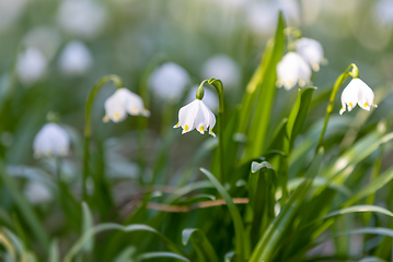 Image showing white spring flowers snowflake Leucojum