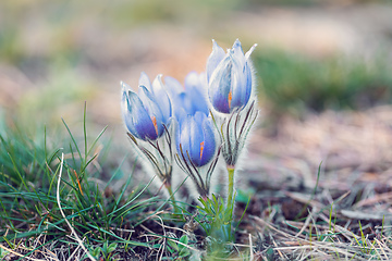 Image showing blooming and faded blossom of purple pasque-flower