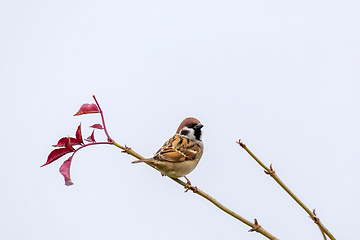 Image showing Eurasian tree sparrow in flowering tree