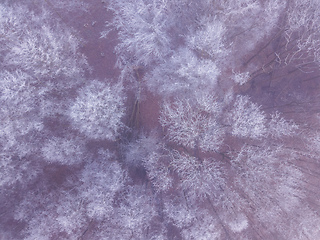 Image showing Aerial top down view of beautiful winter forest treetops.