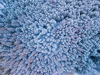 Image showing Aerial top down view of beautiful winter forest treetops.