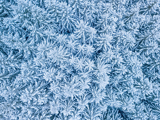 Image showing Aerial top down view of beautiful winter forest treetops.