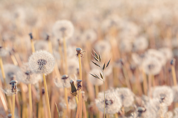 Image showing beautiful spring flower dandelion in meadow