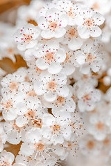 Image showing Midland hawthorn white flowering tree