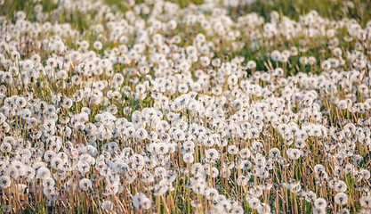 Image showing beautiful spring flower dandelion in meadow