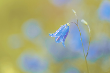 Image showing flower campanula patula, wild flowering plant