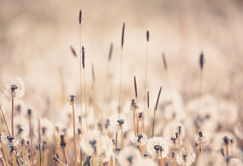 Image showing beautiful spring flower dandelion in meadow