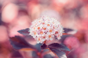 Image showing Close-up of of Physocarpus opulifolius plant and flower