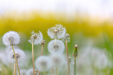 Image showing beautiful spring flower dandelion in meadow