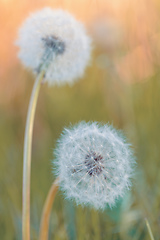 Image showing beautiful spring flower dandelion in meadow