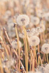 Image showing beautiful spring flower dandelion in meadow