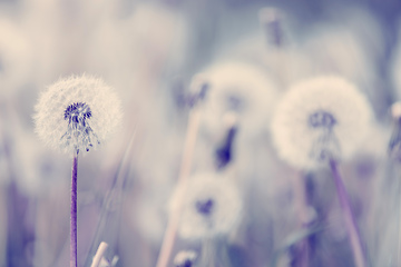 Image showing beautiful spring flower dandelion in meadow