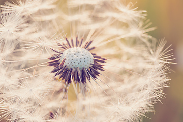 Image showing beautiful spring flower dandelion in meadow