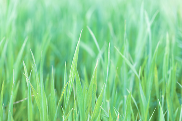 Image showing spring background with grass on meadow