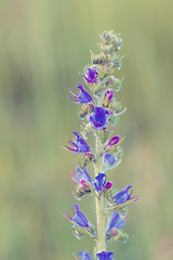 Image showing Beautiful wild flowers poisonous plant Echium vulgare