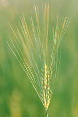 Image showing Ear of barley lit by sunlight