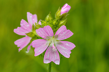 Image showing Malva Alcea flower in summer meadow