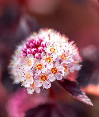 Image showing Close-up of of Physocarpus opulifolius plant and flower