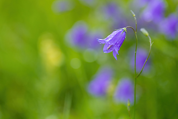 Image showing flower campanula patula, wild flowering plant