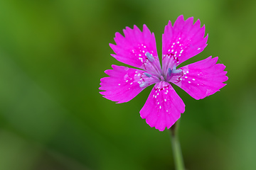 Image showing Dianthus Deltoides pink flower close up