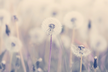 Image showing beautiful spring flower dandelion in meadow