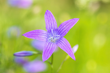 Image showing flower campanula patula, wild flowering plant