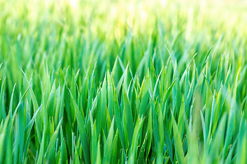 Image showing spring background with grass on meadow