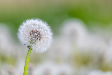 Image showing beautiful spring flower dandelion in meadow