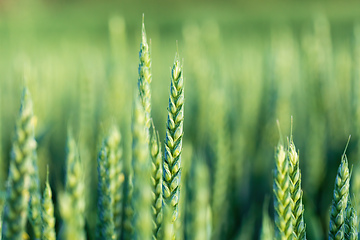 Image showing unripe green wheat field in summertime