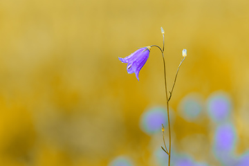 Image showing flower campanula patula, wild flowering plant