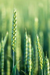 Image showing unripe green wheat field in summertime