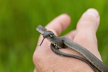 Image showing harmless small snake, grass snake, Natrix natrix