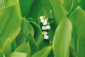 Image showing Blooming Lily of the valley in spring garden