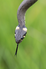 Image showing harmless small snake, grass snake, Natrix natrix